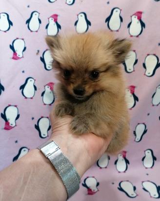 Volpino cucciola piccolissimo