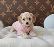 monika-cucciola-di-maltipoo-toy-90-giorni-disp