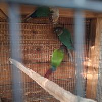 Pyrrhura molinae maschio