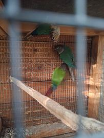 Pyrrhura molinae maschio