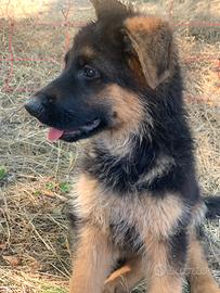 Cucciola pastore tedesco