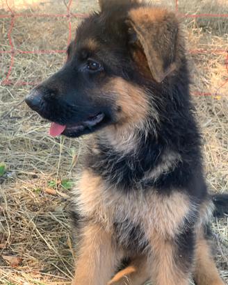 Cucciola pastore tedesco
