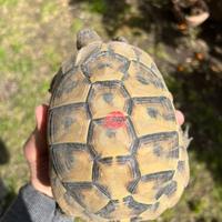 Maschio riproduttivo Hermanni Boetgeri