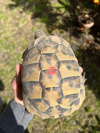 Maschio riproduttivo Hermanni Boetgeri