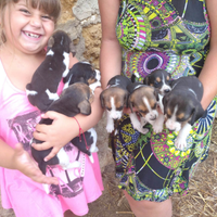 Segugi / beagle