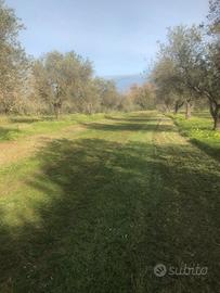 Alberi di olivo