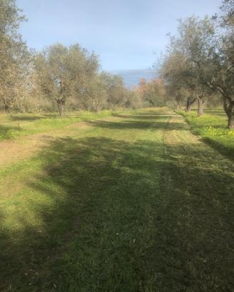 Alberi di olivo