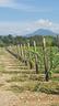 azienda-agricola-a-cancelli-chiusi