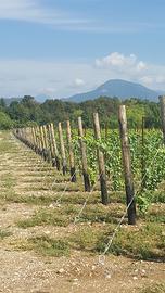 AZIENDA AGRICOLA a CANCELLI CHIUSI