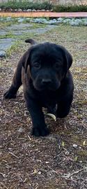 Labrador