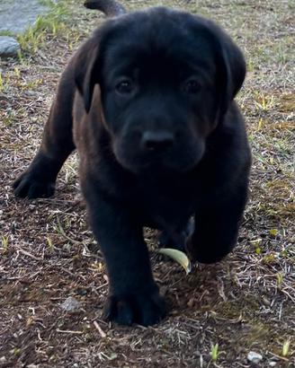 Labrador