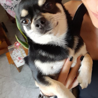 Chihuahua maschio per accoppiamento