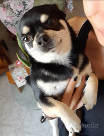 Chihuahua maschio per accoppiamento