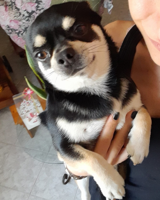 Chihuahua maschio per accoppiamento