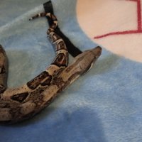 Baby boa c.c. ancestrali 2025 normalxalbino