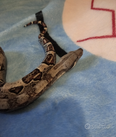 Baby boa c.c. ancestrali 2025 normalxalbino