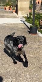Setter Inglese maschio disponibile per monta