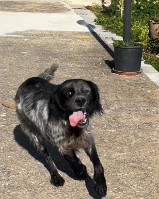 Setter Inglese maschio disponibile per monta