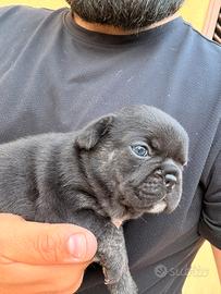 Bulldog francese