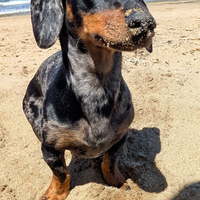 Bassotto Arlecchino Silver per Monte