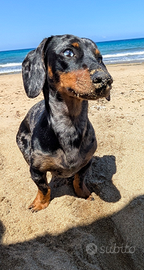 Bassotto Arlecchino Silver per Monte