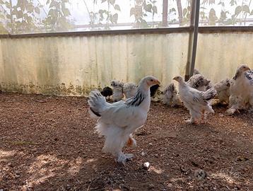 Brahma