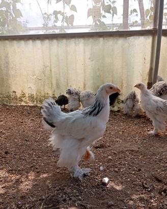 Brahma