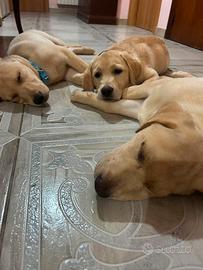 Cuccioli di labbrador