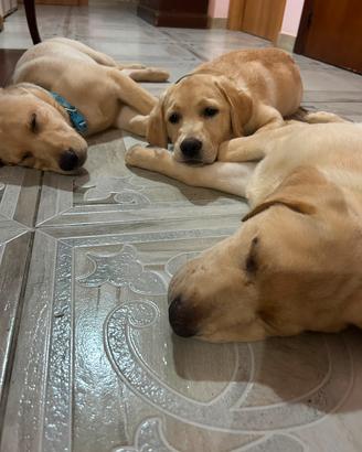 Cuccioli di labbrador