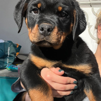 Rottweiler
