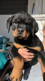 Rottweiler