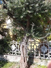 Pianta  ulivo
