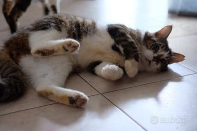 Gatto 2 anni
