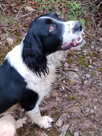 Springer Spaniel