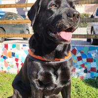 Labrador Retriever maschio per accoppiamento
