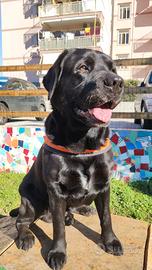 Labrador Retriever maschio per accoppiamento