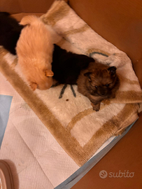 Volpini di Pomerania