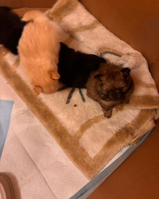 Volpini di Pomerania