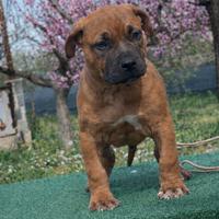 Cuccioli american pitbull terrier