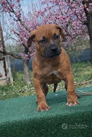 Cuccioli american pitbull terrier