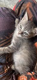 Gattina da adottare