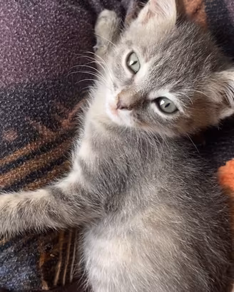 Gattina da adottare
