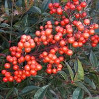 Piante di Nandina Domestica 90/110cm