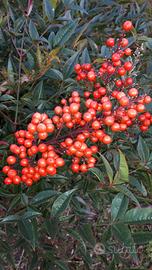 Piante di Nandina Domestica 90/110cm