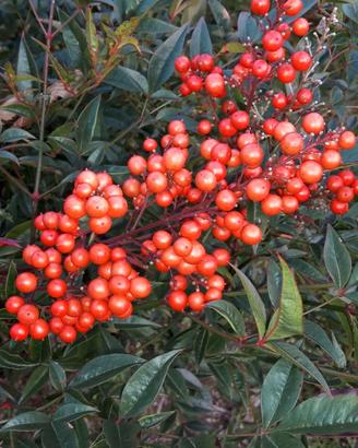 Piante di Nandina Domestica 90/110cm