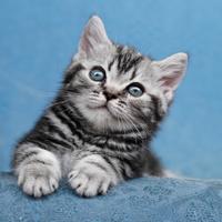 British Shorthair Black Silver Tabby