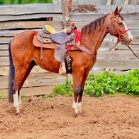 Castrone Quarter Horses