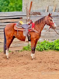 Castrone Quarter Horses