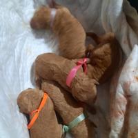 Barboncini Nani Red e albicocca