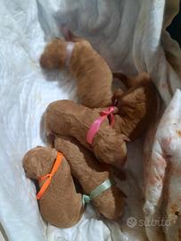 Barboncini Nani Red e albicocca